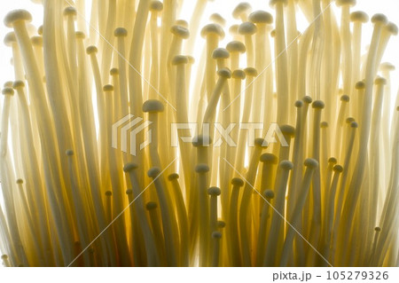 エノキダケ 105279326