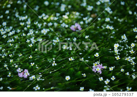 朝日に照らされた、星のような花　梅花藻 105279337