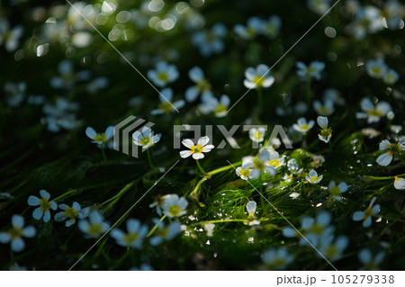 朝日に照らされた、星のような花　梅花藻 105279338