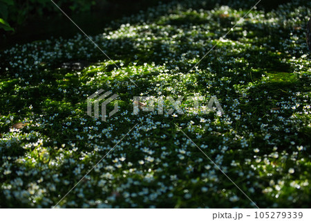 朝日に照らされた、星のような花　梅花藻 105279339