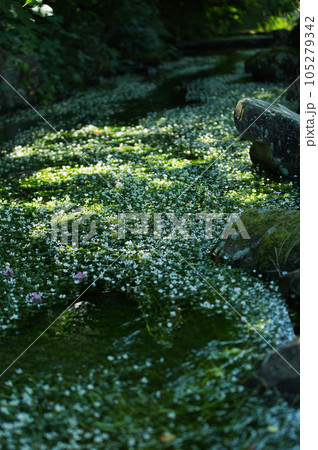 朝日に照らされた、星のような花 梅花藻 朝日に照らされた、星のような花 梅花藻 105279342