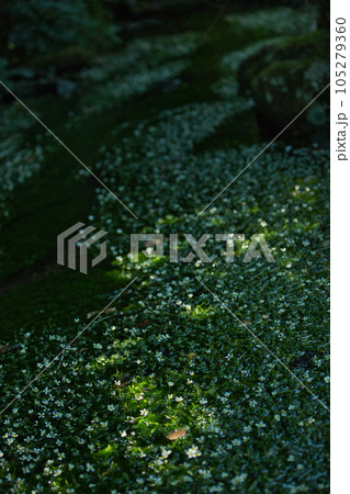 朝日に照らされた、星のような花 梅花藻 朝日に照らされた、星のような花 梅花藻 105279360