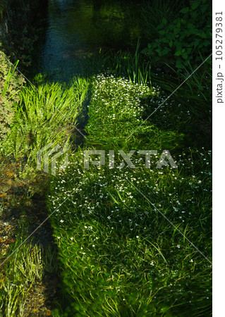 朝日に照らされた、星のような花　梅花藻 105279381