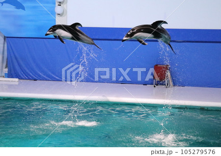 ハッピー・ドルフィンズ!笑顔いっぱいのイルカショー♪@浅虫水族館《青森県》 ハッピー・ドルフィンズ!笑顔いっぱいのイルカショー♪@浅虫水族館《青森県》 105279576