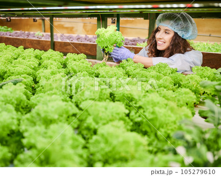 Joyful female gardener in disposable hat holding lettuce and smiling while controlling plant growth in greenhouse. Cheerful woman in garden gloves holding green leafy plant. 105279610