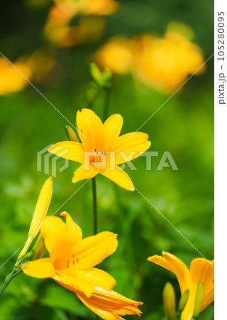 野反湖のニッコウキスゲ 野反湖のニッコウキスゲ 105280095