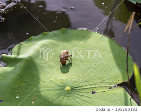 蓮の葉の上にのる蝉の幼虫 蓮の葉の上にのる蝉の幼虫 105280183