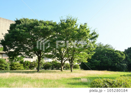 公園樹木 105280184