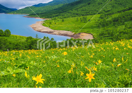 天空の湖・野反湖のニッコウキスゲ 105280237