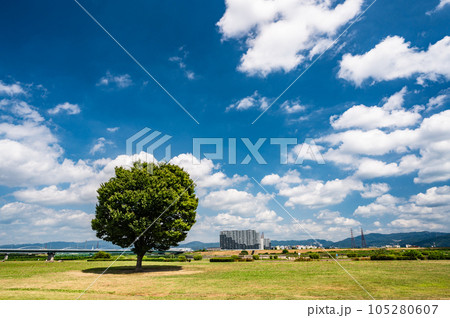 夏の淀川河川公園枚方地区風景 105280607