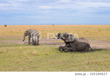 Elephant splashes in a muddy puddle trying to escape from the heat Elephant splashes in a muddy puddle trying to escape from the heat 105280627