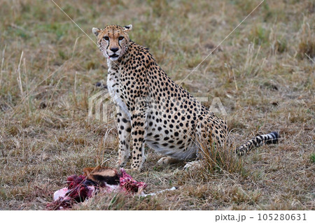 Leopard with just caught prey 105280631