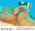 幼いトウアカクマノミ 105280654