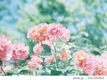 満開のバラの花 105280803