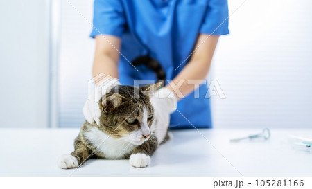 Vet surgeon. Cat on examination table of veterinarian clinic. Veterinary care. Vet doctor and cat Vet surgeon. Cat on examination table of veterinarian clinic. Veterinary care. Vet doctor and cat 105281166