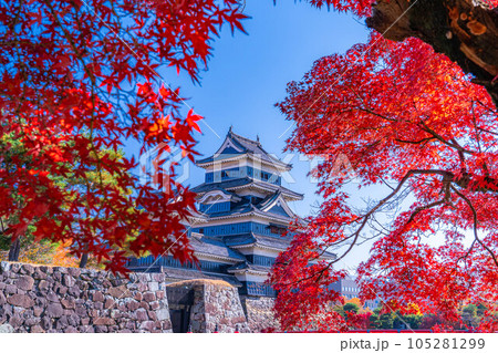 【秋素材】紅葉と松本城【長野県】 【秋素材】紅葉と松本城【長野県】 105281299