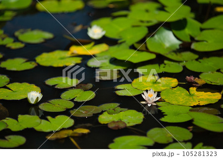 池に浮かぶ水草 105281323