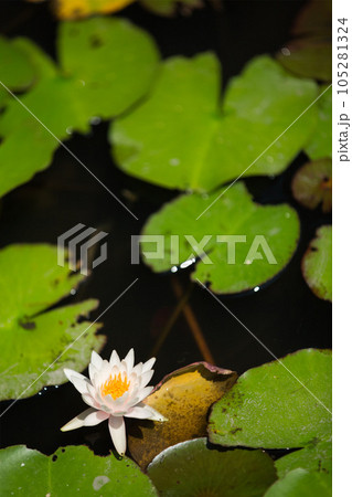 池に浮かぶ水草 池に浮かぶ水草 105281324