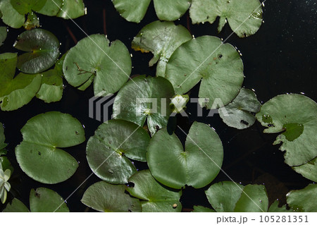 池に浮かぶ水草 池に浮かぶ水草 105281351