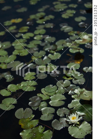 池に浮かぶ水草 池に浮かぶ水草 105281352