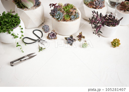 Scissors, secateurs and Echeveria Succulent house plant cuttings on a table 105281407