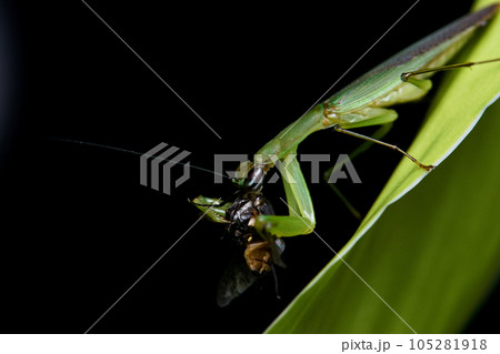 カマキリ 蟷螂 かまきり 105281918