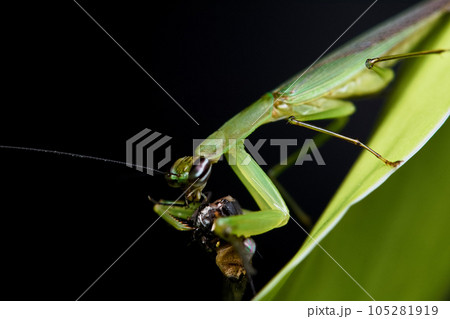 カマキリ 蟷螂 かまきり 105281919