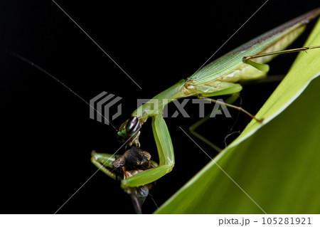 カマキリ 蟷螂 かまきり 105281921