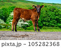 A Brown Calf in the South of the UK 105282368