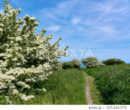 Hawthorn on Culver Down on The Isle of Wight Hawthorn on Culver Down on The Isle of Wight 105282370