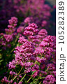 Vertical photo of bright pink Valerian flowers 105282389