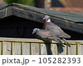Two Pigeons on a Fence in the South of the UK 105282393