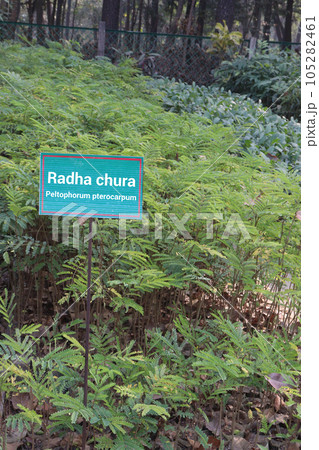 Peltophorum pterocarpum flower tree plant on farm Peltophorum pterocarpum flower tree plant on farm 105282461