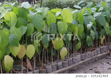 Pterygota alata tree plantation on farm Pterygota alata tree plantation on farm 105282464