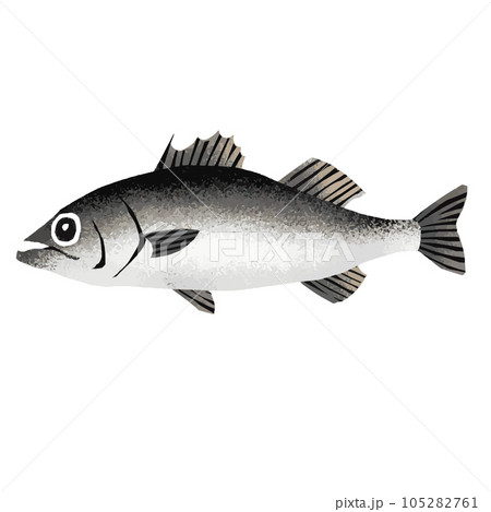 スズキのイラスト素材 スズキのイラスト素材 105282761