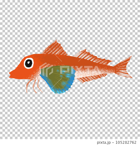 ホウボウのイラスト素材 ホウボウのイラスト素材 105282762