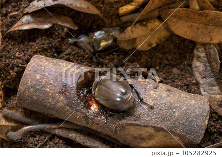 エサのゼリーを食べる雌のカブトムシ エサのゼリーを食べる雌のカブトムシ 105282925