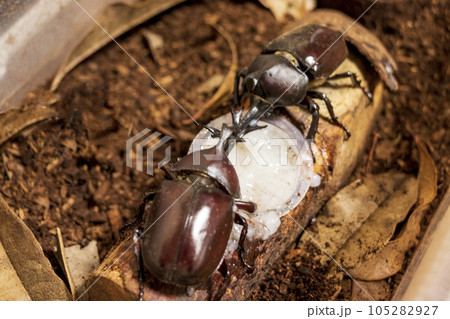 餌を奪い合う二匹のカブトムシ 餌を奪い合う二匹のカブトムシ 105282927