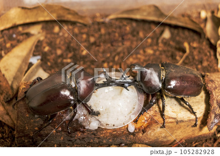 餌を奪い合う二匹のカブトムシ 餌を奪い合う二匹のカブトムシ 105282928