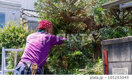 庭木の剪定 105283049