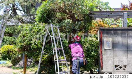 庭木の剪定 105283053