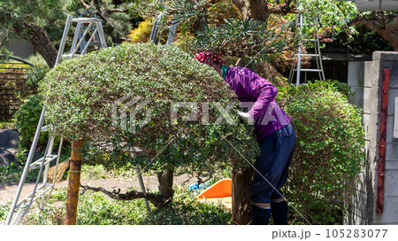庭木の剪定 庭木の剪定 105283077