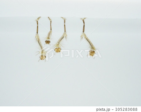 並んだボウフラ 105283088