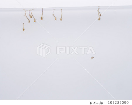 呼吸しに水面へ上がる複数のボウフラ 105283090