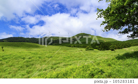 静岡県稲取細野高原の初夏 105283181