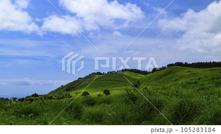 静岡県稲取細野高原の初夏 105283184