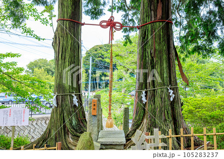 夏の武雄神社 夫婦檜 佐賀県武雄市 夏の武雄神社 夫婦檜 佐賀県武雄市 105283237
