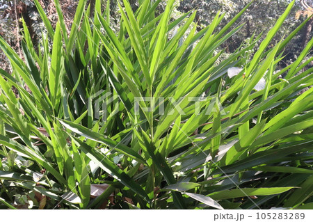 Ginger tree plant on farm Ginger tree plant on farm 105283289