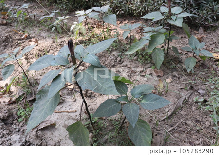 Datura metel tree plant on farm Datura metel tree plant on farm 105283290