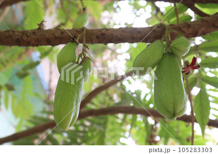 Averrhoa bilimbi on tree for harvest Averrhoa bilimbi on tree for harvest 105283303